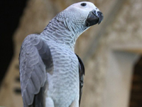 Домашний попугай, "сбежав" от хозяина, через четыре года заговорил по-испански