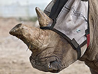 В сафари Рамат-Гана сшили маску для носорога Танда