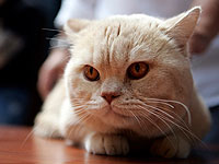 В субботу, 15 ноября, в спортивном центре "Кирьят Шарет" в Холоне состоится международная выставка-шоу кошек клуба CatFashion