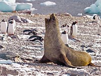 Чудо острова Марион: морские котики совокупляются с пингвинами