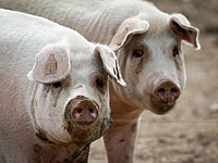 В Южной Корее обнаружен ящур: будут уничтожены более 15.000 свиней