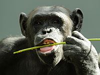 Суд Нью-Йорка разбирал дело о нарушении прав шимпанзе &#8211; впервые в истории