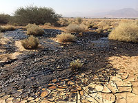 Последствия разлива нефти в Араве. 10 декабря 2014 года
