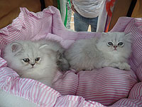 В Бат-Яме состоится новогодняя выставка кошек
