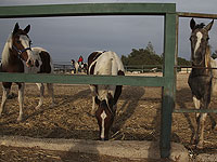 В Иерусалиме эвакуирована незаконная лошадиная ферма