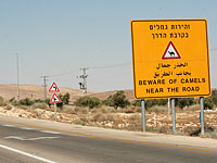 Водители Негева требуют защитить их от разгуливающих по дорогам верблюдов