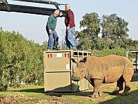 Одна из беглянок, самка носорога Керен Пелес