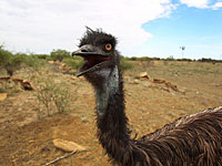 Австралийский страус едва не стал причиной дорожной аварии в Герцлии