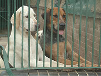 Инспекторы минсельхоза спасли из питомника 67 собак, содержавшихся в плохих условиях