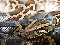 Около Калькилии была обнаружена гигантская мертвая змея