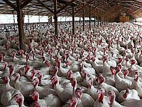 Под Пардес-Ханой обнаружен птичий грипп, 100.000 индеек будут уничтожены