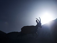 Горная коза, сбежавшая из "Cафари", обнаружена возле шоссе Геа  