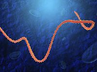 Ученые: вирус Эболы мутирует и может стать более заразным