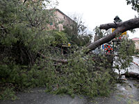 В Афуле упавшим деревом ранило мужчину, в Галилее рухнувший эвкалипт блокировал шоссе 977