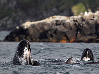 В Новой Зеландии на берег выбросились 198 дельфинов: идет спасательная операция