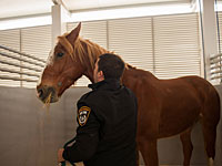 Полицейская академия начала подготовку кинологов и сотрудников конной полиции  