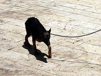 В Египте судят убийц собаки, которая укусила одного из них "за чувствительное место"