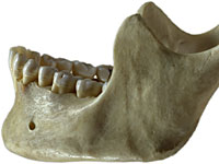 В Эфиопии обнаружили челюстную кость "первого человека"