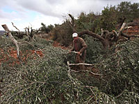 Палестинские источники: рядом с Гиват-Ронен выкорчеваны 48 оливковых деревьев  