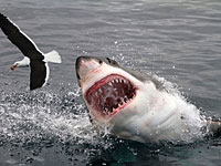 Германский турист стал в Египте жертвой акулы, впервые со времени "акулы "Мосада""  