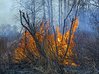 Число жертв лесных пожаров на юге Сибири достигло 34 человек