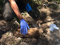 Пресс-служба полиции: возле Дженина бойцы МАГАВ спасли жизнь раненому кролику