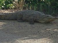 Крокодил в Бейт-Ханании. 09.05.2015