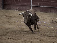Сбежавший во время представления в Испании бык ранил 11 человек