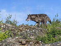   На Голанах обнаружен труп бешеного волка, нападавшего на людей