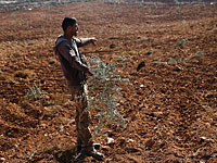 В Гуш-Эционе уничтожены 800 саженцев оливковых деревьев
