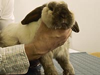 Датский радиоведущий в студии убил крольчонка, доказывая "лицемерие" защитников животных