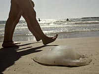 На фоне повышения температуры увеличилась концентрация медуз на пляжах Средиземноморья  