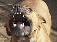 Бойцовая собака в центре Москвы откусила язык прохожему