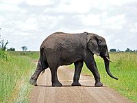 Сбежавшая из цирка африканская слониха убила человека в Германии