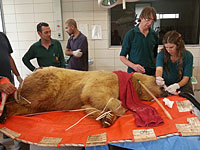 Ветеринары зоопарка готовят медведя к операции