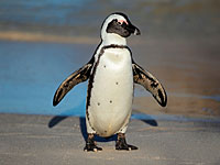 Африканский пингвин (иллюстрация)