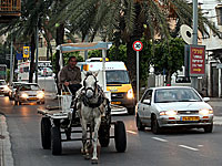 В Израиле вступил в силу запрет на гужевой транспорт