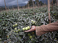 Из-за легализации марихуаны в США мексиканские фермеры переходят на помидоры и фасоль  