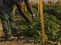 Ангола просит помощи Израиля в развитии сельского хозяйства 