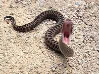 Ядовитая змея укусила 38-летнюю женщину недалеко от Рош-Пины