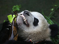 "Мимими" глазами военного корреспондента: гигантские панды в Сычуане