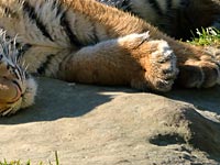 В Тбилиси найден труп тигра, сбежавшего из зоопарка