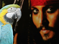 Джонни снимался в очередной серии "Пиратов Карибского моря" ("Мертвецы не рассказывают сказки"), где играет роль капитана Джека Воробья