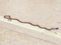 Змея, обнаруженная в Кнессете утром 29 июля
