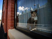 Власти Австралии вводят комендантский час для домашних кошек   