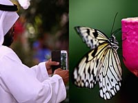 Ближневосточный оазис: сад бабочек в Дубае