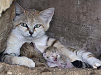 Барханная кошка Ротем родила котят в рамат-ганском "Сафари". ФОТО
