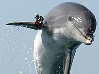 ХАМАС заявил, что поймал дельфина &#8211; "израильского шпиона"  