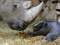 Носорог Керен Пелес из "Сафари" родила здорового малыша  