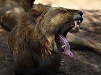 Лев в национальном парке Зимбабве (архив)